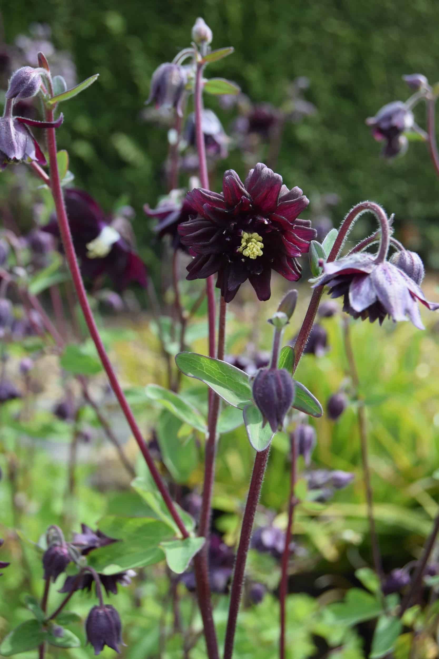 Aquilegia vulgaris var. stellata 'Black Barlow'